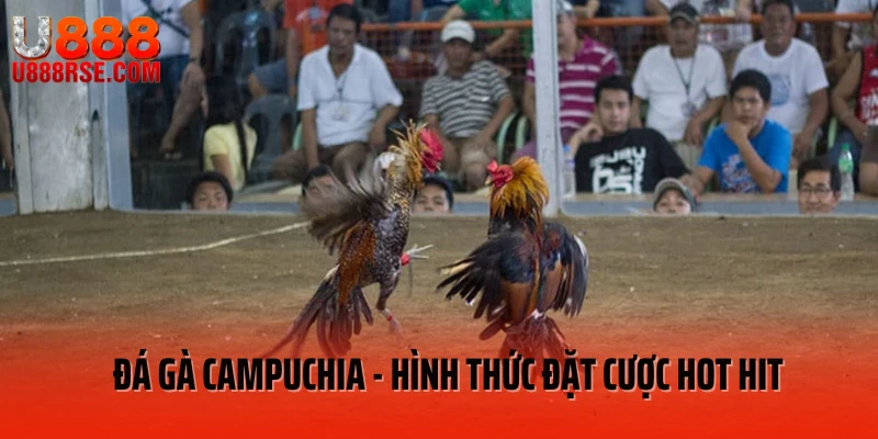 Đá gà Campuchia - hình thức đặt cược hot hit